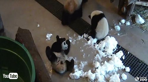 トロント動物園ジャイアントパンダ