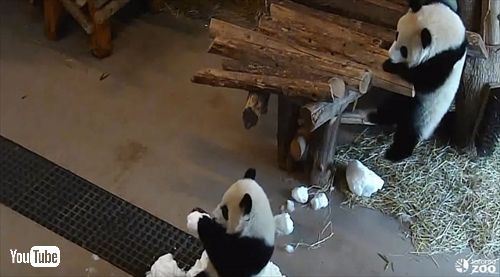 トロント動物園ジャイアントパンダ