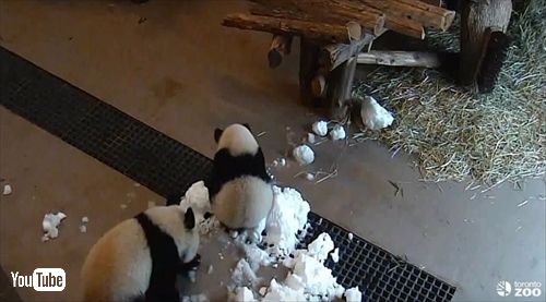 トロント動物園ジャイアントパンダ