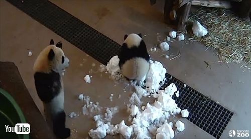 トロント動物園ジャイアントパンダ