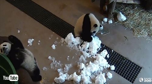 トロント動物園ジャイアントパンダ