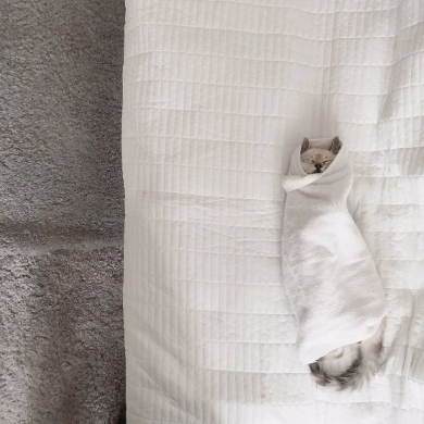 猫 お包み 寝る Twitter