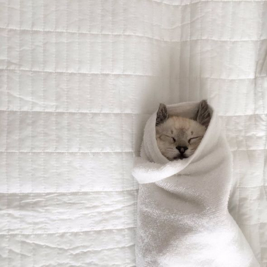 猫 お包み 寝る Twitter