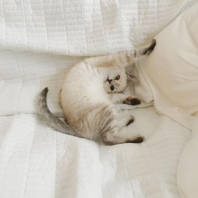 猫 お包み 寝る Twitter