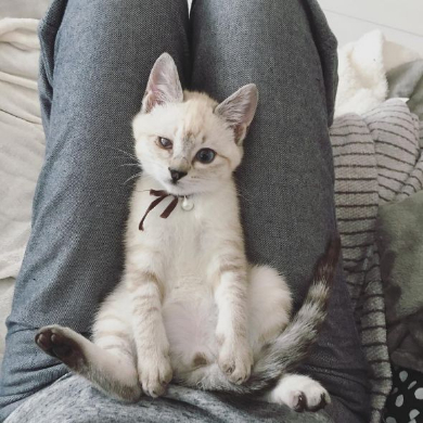 猫 お包み 寝る Twitter