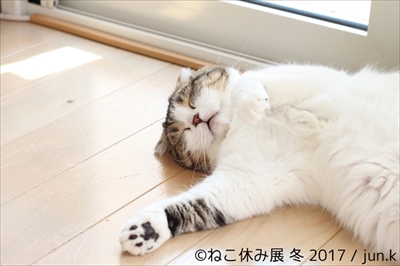 ねこ休み展 冬