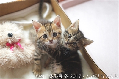 ねこ休み展 冬