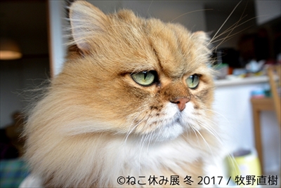 ねこ休み展 冬
