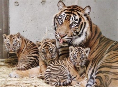 よこはまズーラシア・スマトラトラ