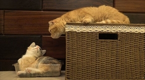 猫家族の変化