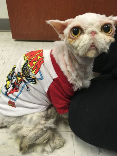 ねこ 毛 すごい 大変 保護 汚れ