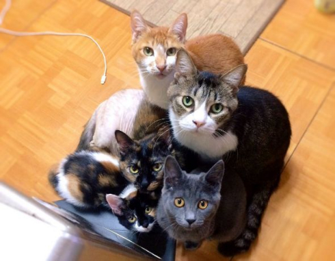 猫 暖房 威圧 集まる