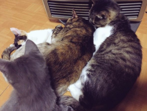 猫 暖房 威圧 集まる