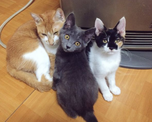 猫 暖房 威圧 集まる