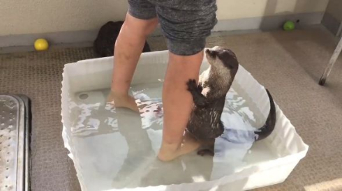 カワウソ 足湯 Twitter ハグ