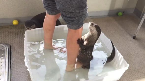 カワウソ 足湯 Twitter ハグ