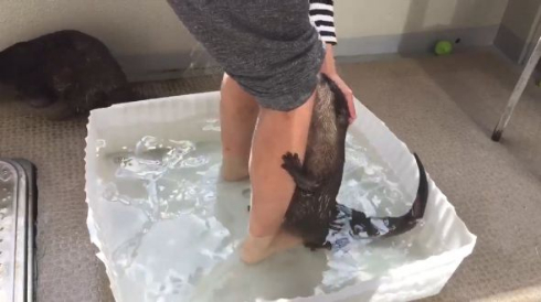 カワウソ 足湯 Twitter ハグ
