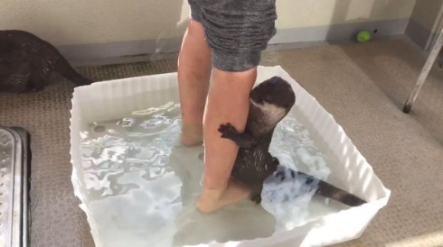 カワウソ 足湯 Twitter ハグ