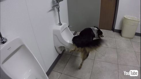 トイレ中の犬