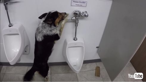 トイレ中の犬
