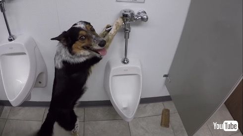 トイレ中の犬
