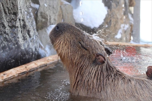 カピバラの長風呂対決