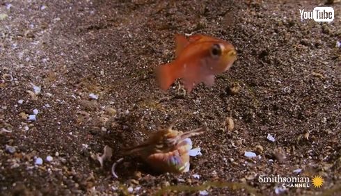 お魚さん逃げてー！　地中からニョキッと襲い掛かるオニイソメのハンターっぷり