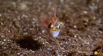 お魚さん逃げてー！　地中からニョキッと襲い掛かるオニイソメのハンターっぷり