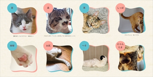 ねこのまるまる展