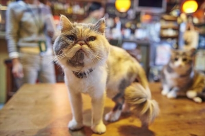 ねこのまるまる展