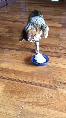 雪を初めて見た猫