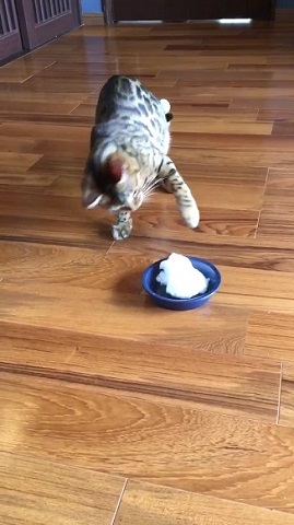 雪を初めて見た猫