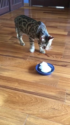 雪を初めて見た猫