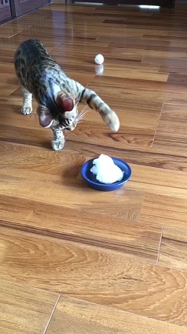 雪を初めて見た猫