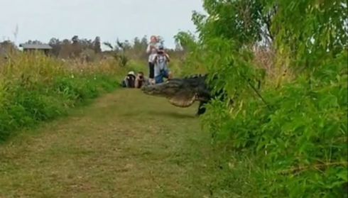 ワニ 大きい でかい フロリダ州 Humpback ザトウクジラ