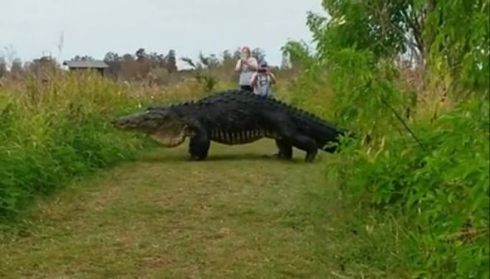 ワニ 大きい でかい フロリダ州 Humpback ザトウクジラ