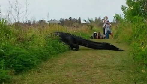 ワニ 大きい でかい フロリダ州 Humpback ザトウクジラ