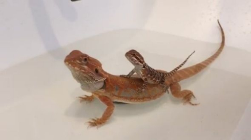 トカゲ かわいい 2匹