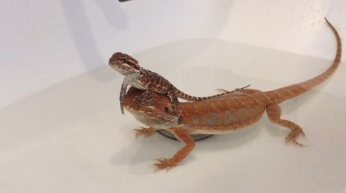 トカゲ かわいい 2匹