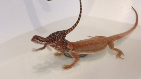 トカゲ かわいい 2匹