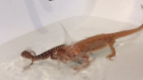 トカゲ かわいい 2匹