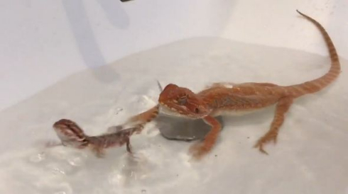 トカゲ かわいい 2匹