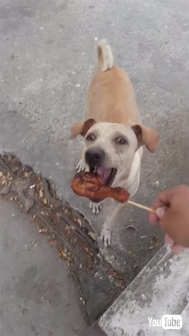野良犬に餌をあげて後をつけてみると……子犬ちゃんたちにあげていた！