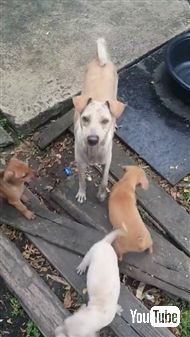 野良犬に餌をあげて後をつけてみると……子犬ちゃんたちにあげていた！