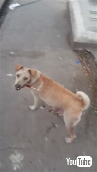 野良犬に餌をあげて後をつけてみると……子犬ちゃんたちにあげていた！