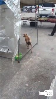 野良犬に餌をあげて後をつけてみると……子犬ちゃんたちにあげていた！