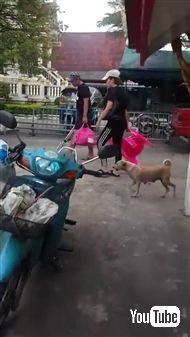 野良犬に餌をあげて後をつけてみると……子犬ちゃんたちにあげていた！