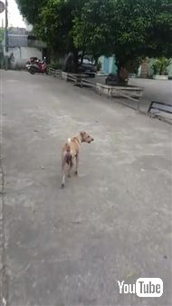 野良犬に餌をあげて後をつけてみると……子犬ちゃんたちにあげていた！