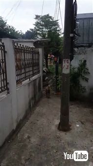 野良犬に餌をあげて後をつけてみると……子犬ちゃんたちにあげていた！