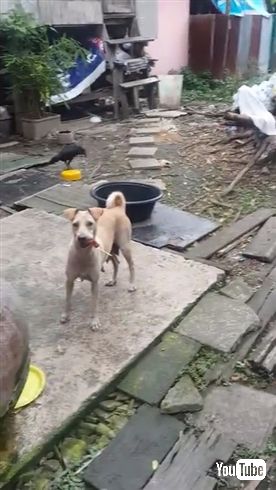 野良犬に餌をあげて後をつけてみると……子犬ちゃんたちにあげていた！